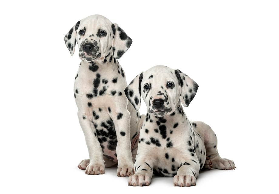 Pack de Vacunas para Cachorros